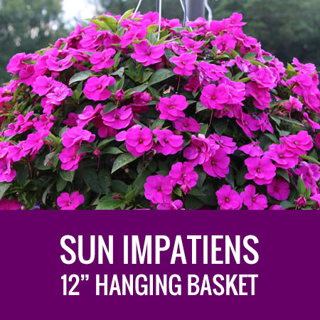 IMPATIENS (SunPatiens) - 12" HANGING BASKET