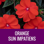 IMPATIENS (SunPatiens) - ROUND PLANTER