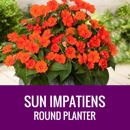IMPATIENS (SunPatiens) - ROUND PLANTER