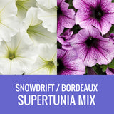 PETUNIA (Supertunia Variety) COMBO - FLOWER POUCH