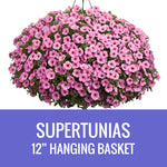 PETUNIA (Supertunia Variety) - 12" HANGING BASKET