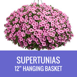 PETUNIA (Supertunia Variety) - 12" HANGING BASKET