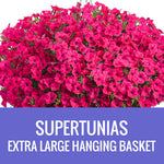 PETUNIA (Supertunia Variety) - EXTRA LARGE HANGING BASKET