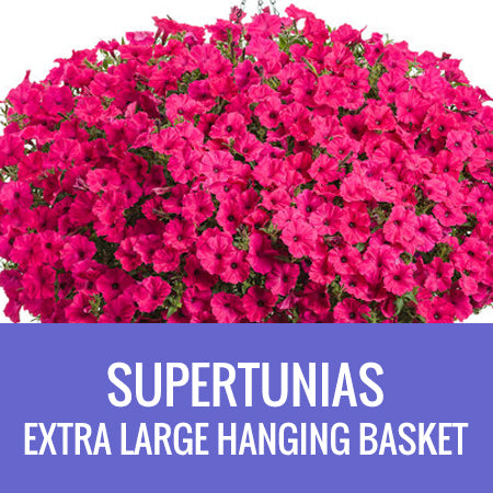PETUNIA (Supertunia Variety) - EXTRA LARGE HANGING BASKET