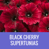 PETUNIA (Supertunia Variety) - ROUND PLANTER