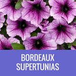PETUNIA (Supertunia Variety) - EXTRA LARGE HANGING BASKET