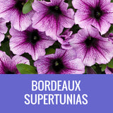 PETUNIA (Supertunia Variety) - EXTRA LARGE HANGING BASKET