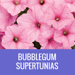 PETUNIA (Supertunia Variety) - EXTRA LARGE HANGING BASKET