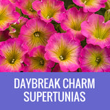 PETUNIA (Supertunia Variety) - WINDOW BOX