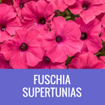 PETUNIA (Supertunia Variety) - EXTRA LARGE HANGING BASKET