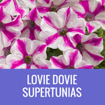 PETUNIA (Supertunia Variety) - EXTRA LARGE HANGING BASKET