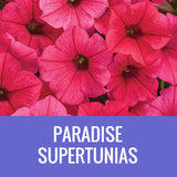 PETUNIA (Supertunia Variety) - WINDOW BOX