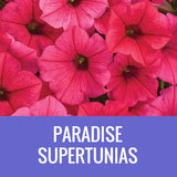 PETUNIA (Supertunia Variety) - 8" POT