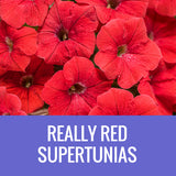 PETUNIA (Supertunia Variety) - FLOWER POUCH