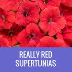 PETUNIA (Supertunia Variety) - EXTRA LARGE HANGING BASKET