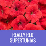 PETUNIA (Supertunia Variety) - EXTRA LARGE HANGING BASKET