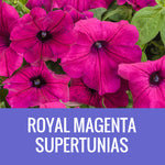 PETUNIA (Supertunia Variety) - EXTRA LARGE HANGING BASKET
