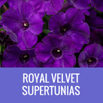 PETUNIA (Supertunia Variety) - 10" HANGING BASKET