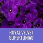 PETUNIA (Supertunia Variety) - EXTRA LARGE HANGING BASKET