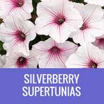 PETUNIA (Supertunia Variety) - EXTRA LARGE HANGING BASKET