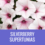 PETUNIA (Supertunia Variety) - EXTRA LARGE HANGING BASKET