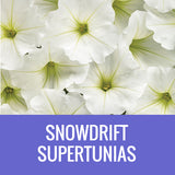 PETUNIA (Supertunia Variety) - EXTRA LARGE HANGING BASKET
