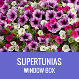 PETUNIA (Supertunia Variety) - WINDOW BOX