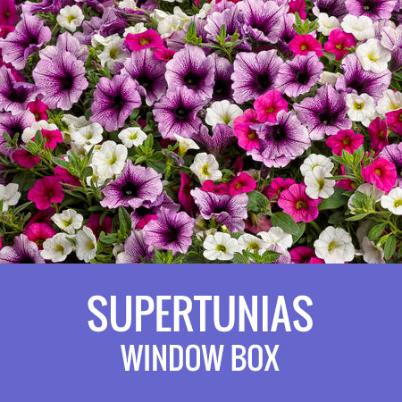PETUNIA (Supertunia Variety) - WINDOW BOX