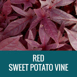 SWEET POTATO VINE - 5" POT