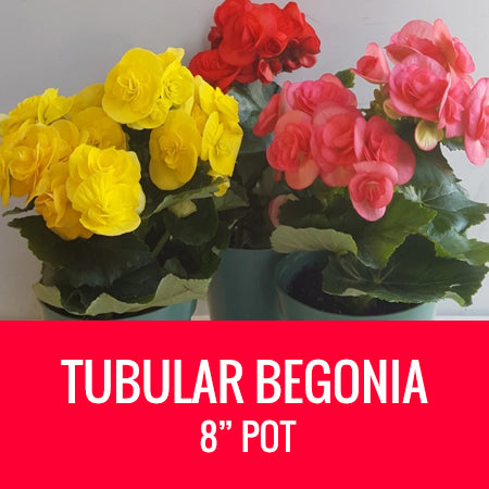 BEGONIA (Tubular Begonia) - 8" POT