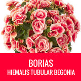 BEGONIA (Tubular Begonia) - 10" HANGING BASKET