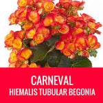 BEGONIA (Tubular Begonia) - 8" POT