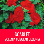 BEGONIA (Tubular Begonia) - 10" HANGING BASKET