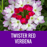 VERBENA - 8" POT