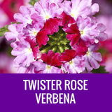 VERBENA - 8" POT