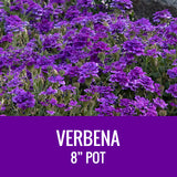 VERBENA - 8" POT
