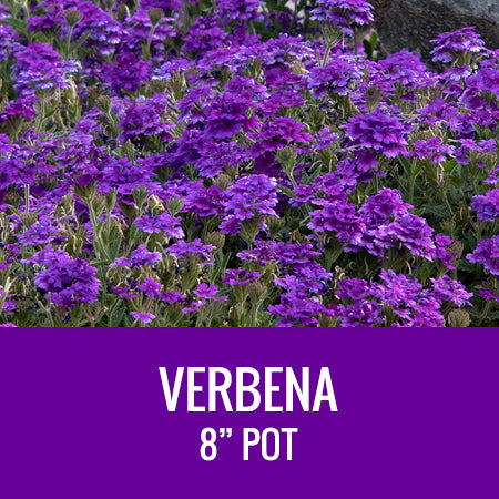 VERBENA - 8" POT