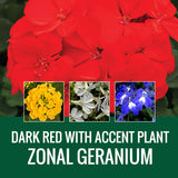 GERANIUM WITH ACCENT FLOWER - WINDOW BOX