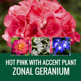 GERANIUM WITH ACCENT FLOWER - WINDOW BOX