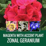 GERANIUM WITH ACCENT FLOWER - WINDOW BOX