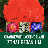 GERANIUM WITH ACCENT FLOWER - WINDOW BOX