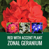 GERANIUM WITH ACCENT FLOWER - WINDOW BOX