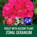 GERANIUM WITH ACCENT FLOWER - WINDOW BOX