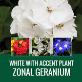 GERANIUM WITH ACCENT FLOWER - WINDOW BOX