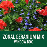 GERANIUM WITH ACCENT FLOWER - WINDOW BOX