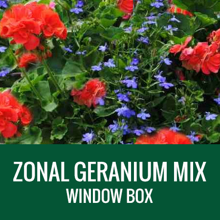 GERANIUM WITH ACCENT FLOWER - WINDOW BOX
